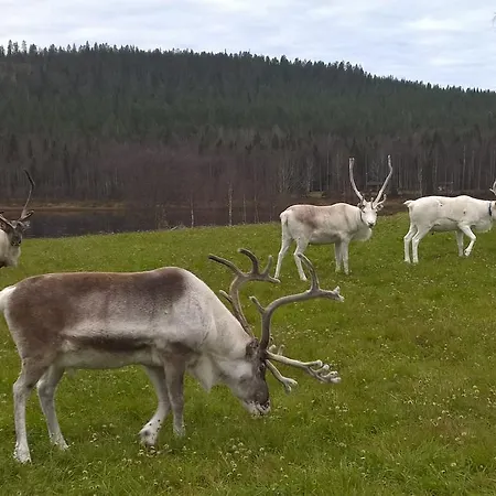 Holiday Homes Of Poro-pekan Pirtti 팜스테이 *