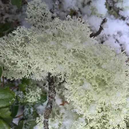 팜스테이 Holiday Homes Of Poro-pekan Pirtti 파토코스키