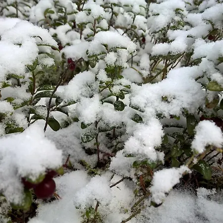 Holiday Homes Of Poro-pekan Pirtti * 파토코스키