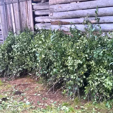 Holiday Homes Of Poro-pekan Pirtti 팜스테이