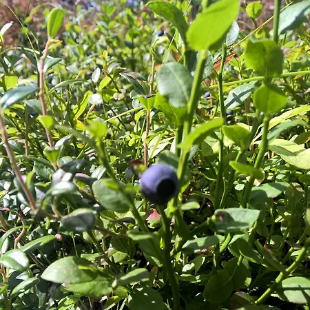 Lantgård Holiday Homes Of Poro-pekan Pirtti *